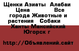 Щенки Азиаты (Алабаи) › Цена ­ 20 000 - Все города Животные и растения » Собаки   . Ханты-Мансийский,Югорск г.